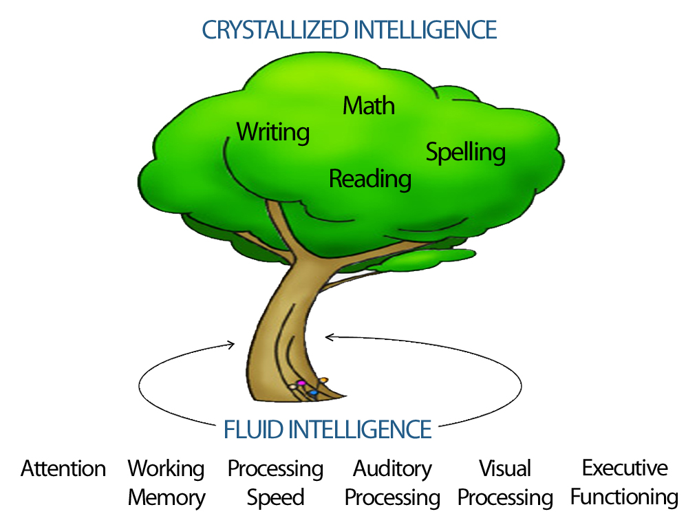 fluid intelligence refers most directly to a persons